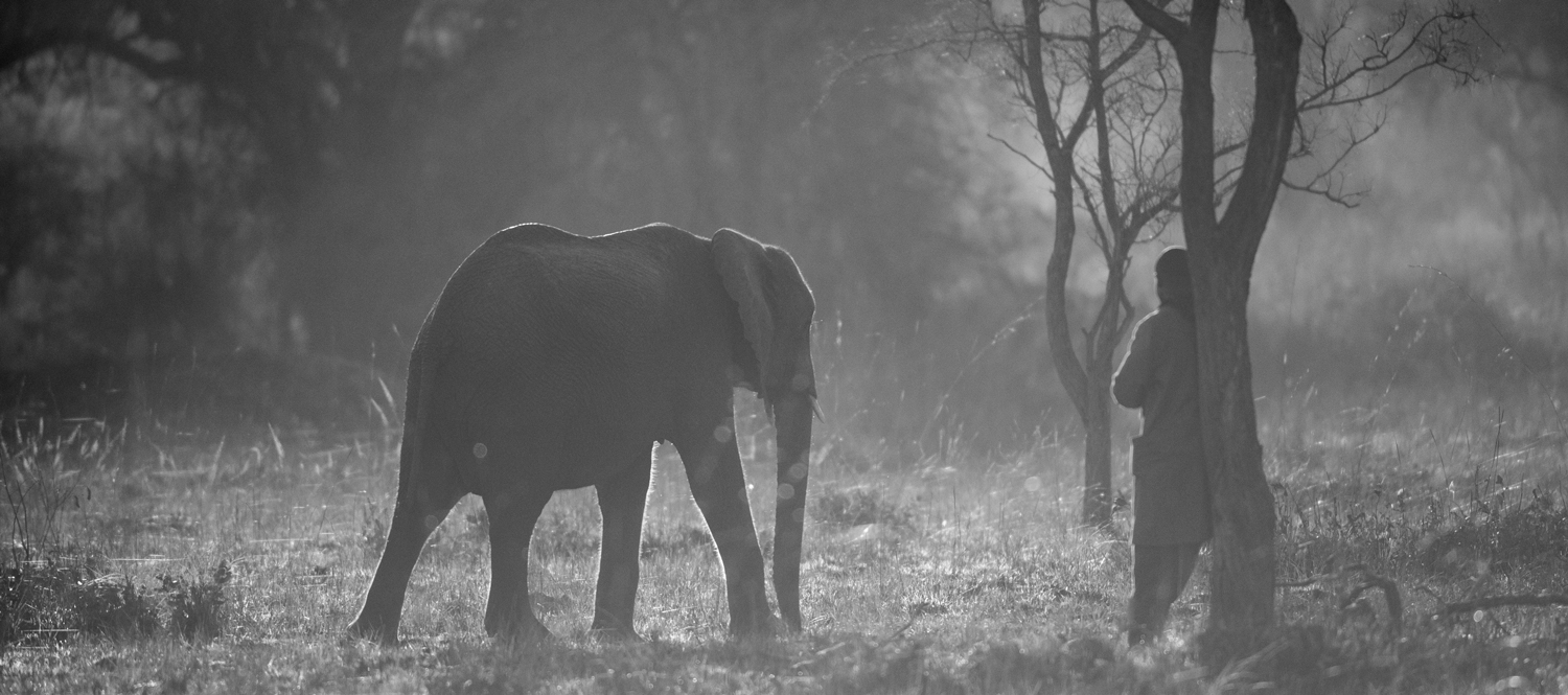 Iamge of An Elephant Called Zambezi